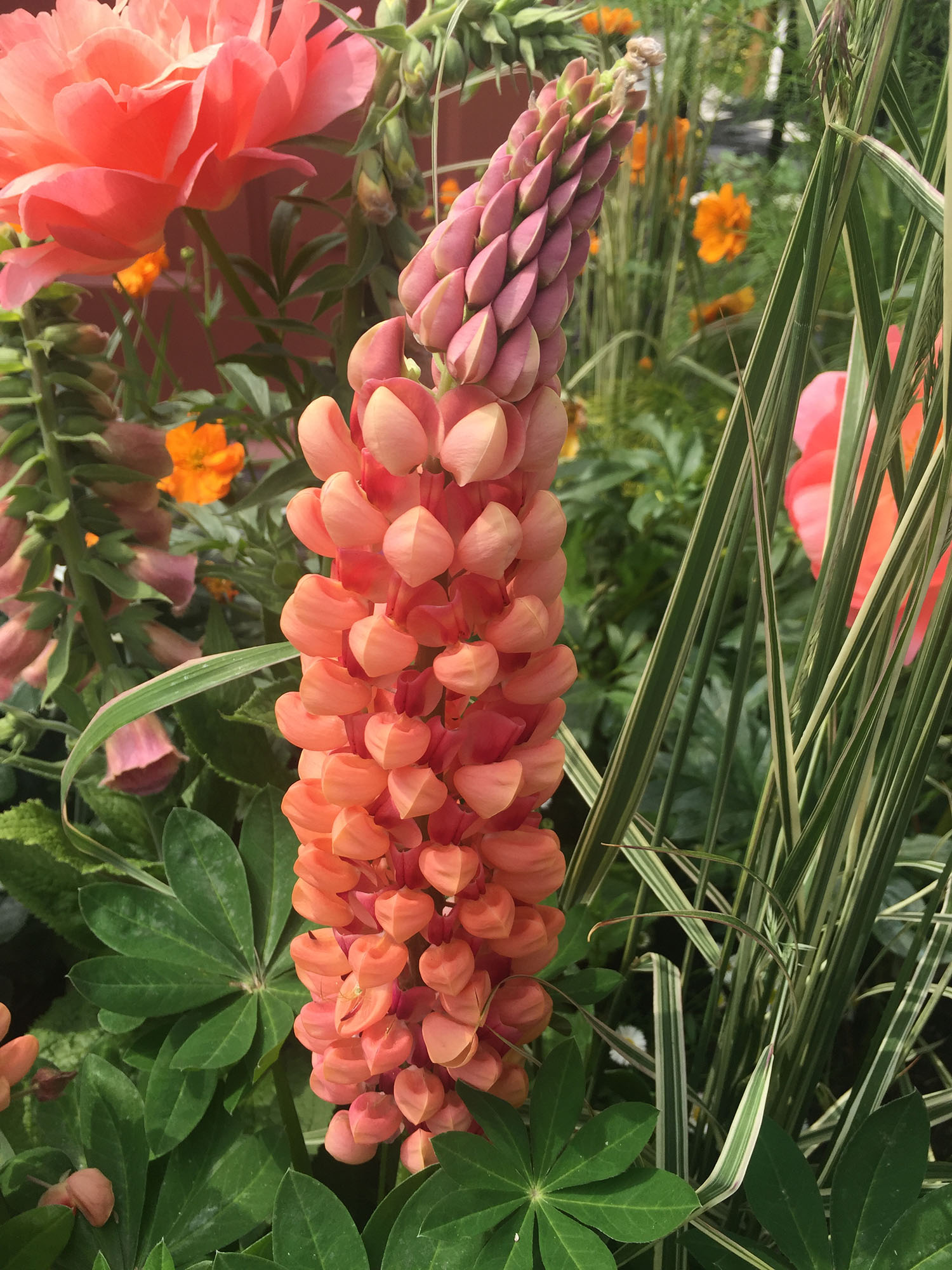 Lupinus SALMON RED